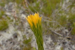 Lachnaea aurea