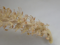 Salix
