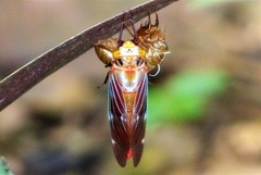 Balinta tenebricosa