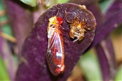 Balinta tenebricosa