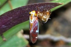 Balinta tenebricosa