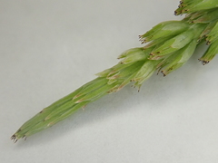 Equisetum arvense