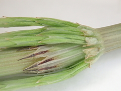 Equisetum arvense