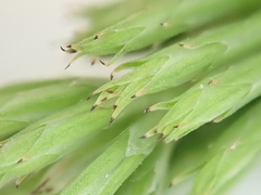 Equisetum arvense