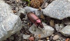 Poecilus cupreus