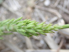 Equisetum arvense