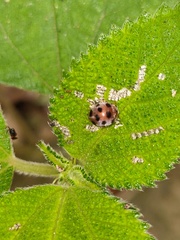 Epilachna maculicollis