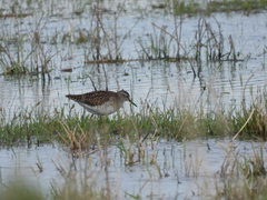 Tringa glareola
