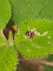 Epilachna maculicollis