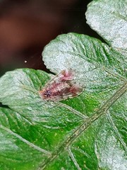 Amphipsocidae