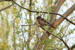 Fringilla coelebs
