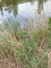 Cornus