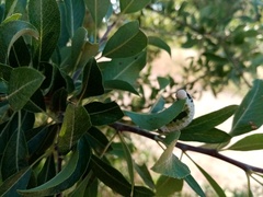 Cimbex quadrimaculatus