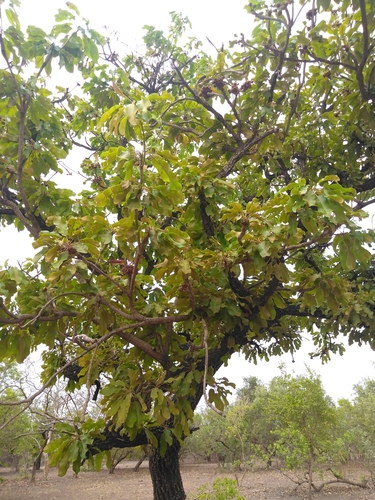 Shea Tree
