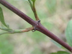 Cornus
