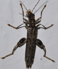 Oedemera marmorata