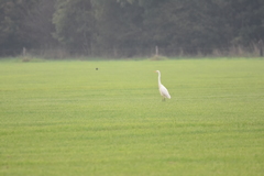 Ardea alba