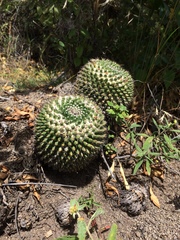 Mammillaria karwinskiana karwinskiana