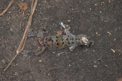 Hemidactylus maculatus