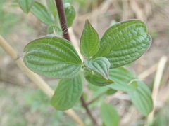 Cornus