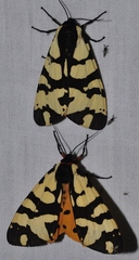 Arctia angelica