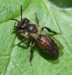 Andrena florea