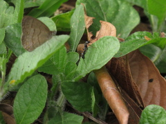 Neoponera apicalis