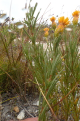 Pteronia tenuifolia