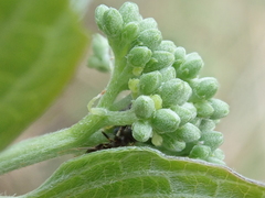 Cornus