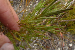 Pteronia tenuifolia
