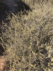 Plagianthus
