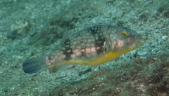 Chelonodontops patoca