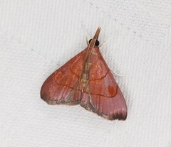 Hemiscopis sanguinea