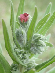 Cynoglossum officinale