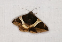 Bastilla crameri