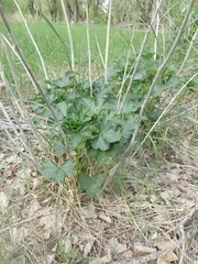Malva thuringiaca