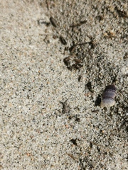 Myrmeleon bore
