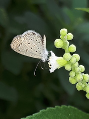 Zizula hylax pygmaea