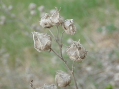 Malva thuringiaca