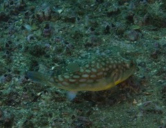 Chelonodontops patoca