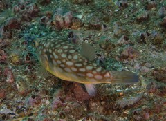 Chelonodontops patoca