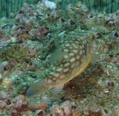 Chelonodontops patoca