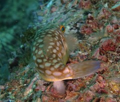 Chelonodontops patoca