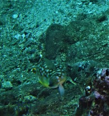 Chelonodontops patoca