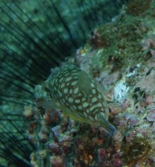 Chelonodontops patoca