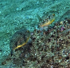 Chelonodontops patoca