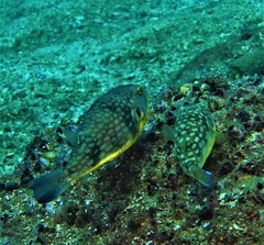 Chelonodontops patoca