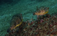 Chelonodontops patoca