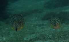 Chelonodontops patoca