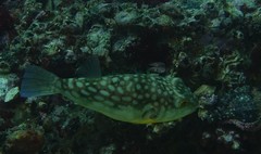 Chelonodontops patoca